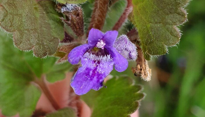 Water mint flower