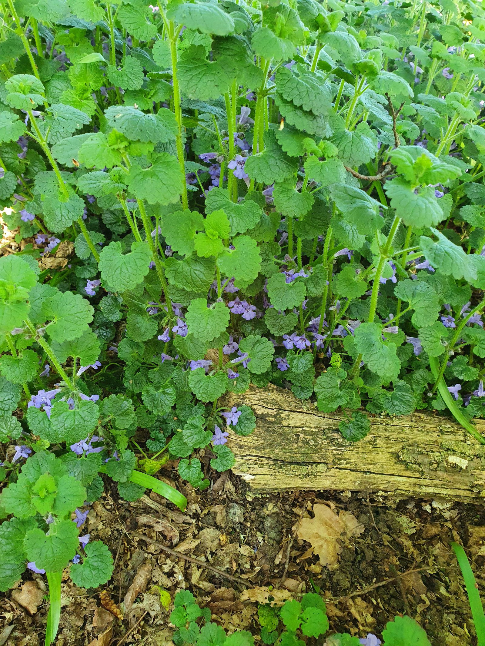 Ground Ivy