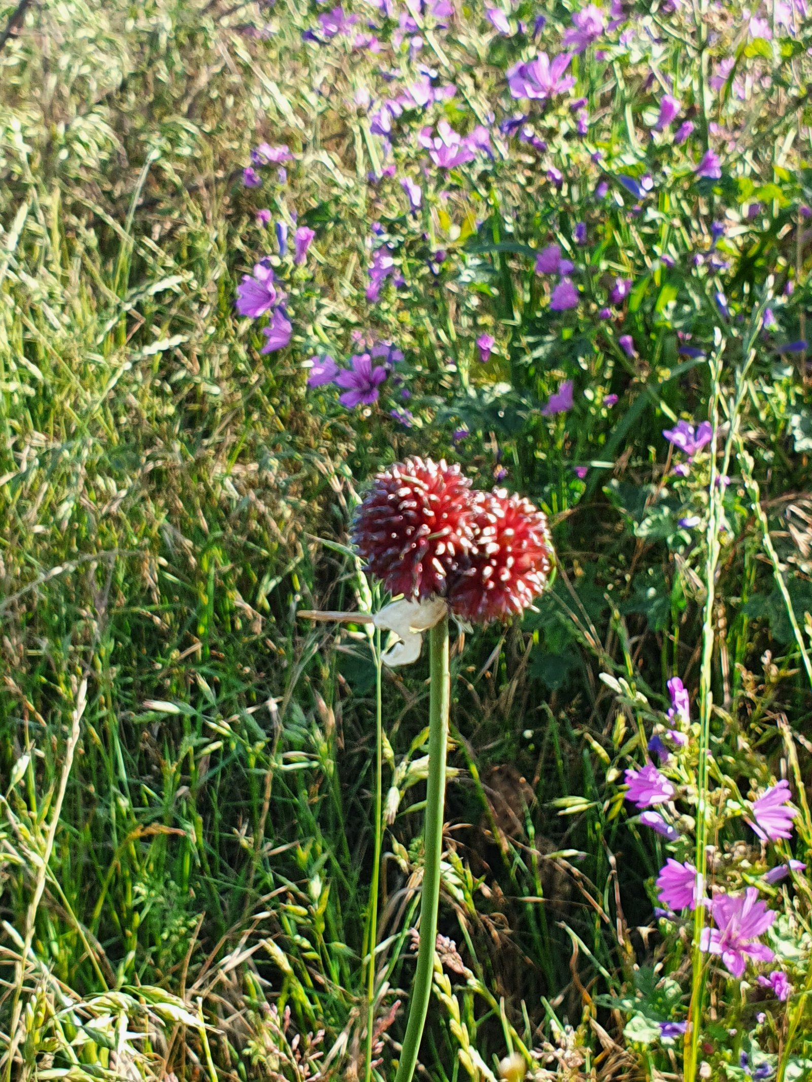 Crow Garlic