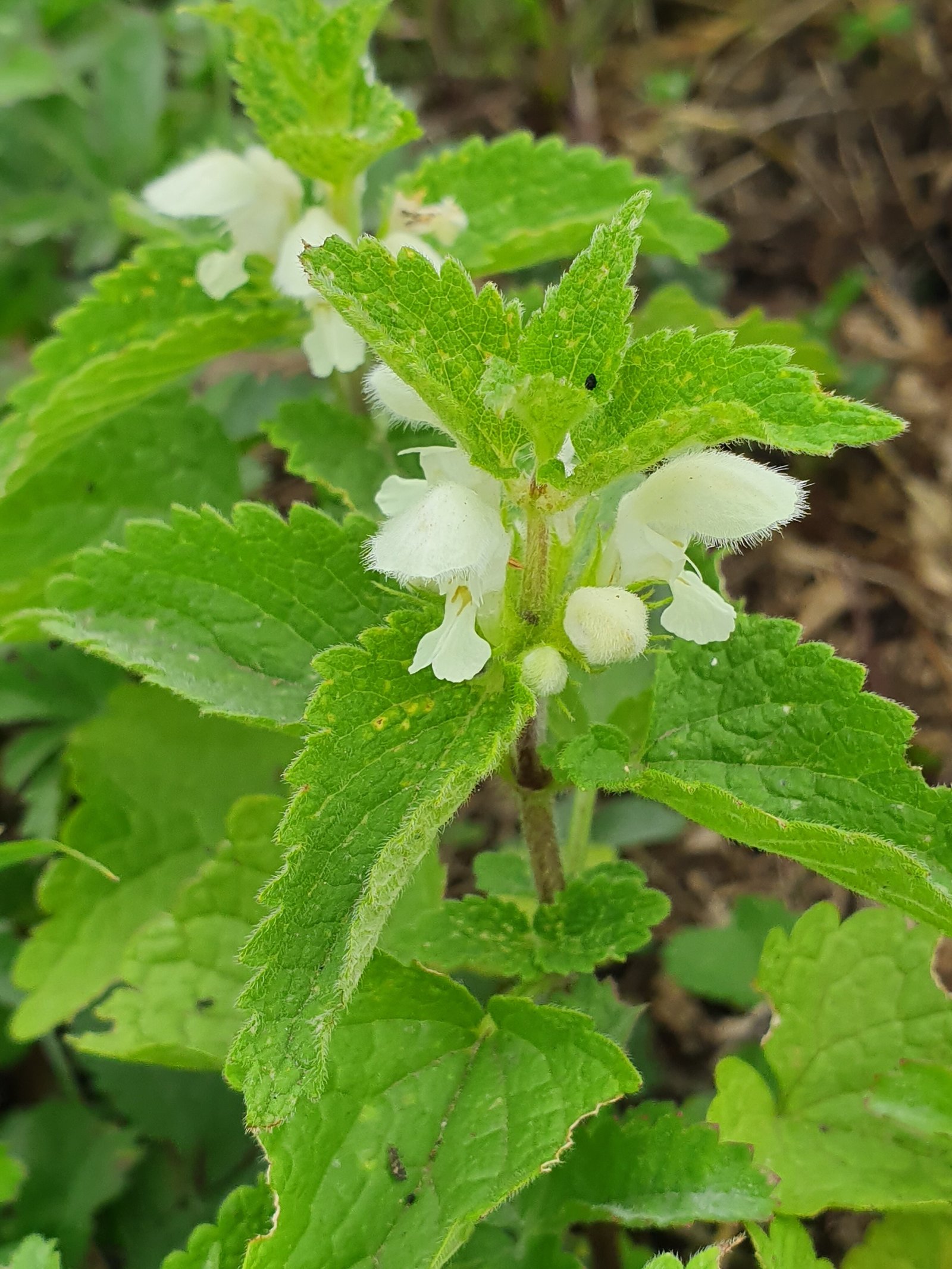 White deadnettle